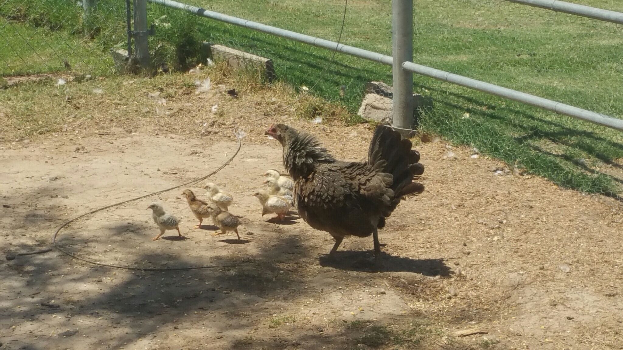 A chicken with chicks in a fenced outdoor area.