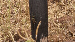 A green STOP sign mounted on a wooden post with peeling paint.