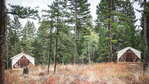 Two forest cabins with large windows and a wooden deck, surrounded by tall trees and dry grass. - A Family Glamping Adventure Awaits (Victor)