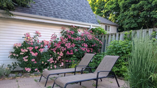 Een terras met twee loungesteunen, een geplaveid pad en een bloeiende struik.