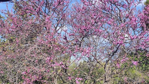A tree with pink blossoms in a grassy area with a red train model in the background. - Caravan (Arles)