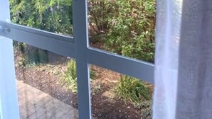 Vista a través de una ventana mostrando un jardín y árboles.