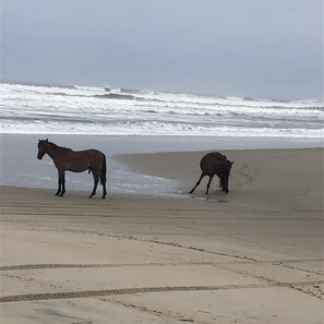 Plage à proximité, chaises longues
