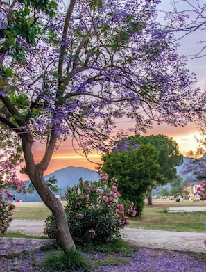 Ein Garten mit violetten Blumen, einem Baum und einem Berg im Hintergrund.