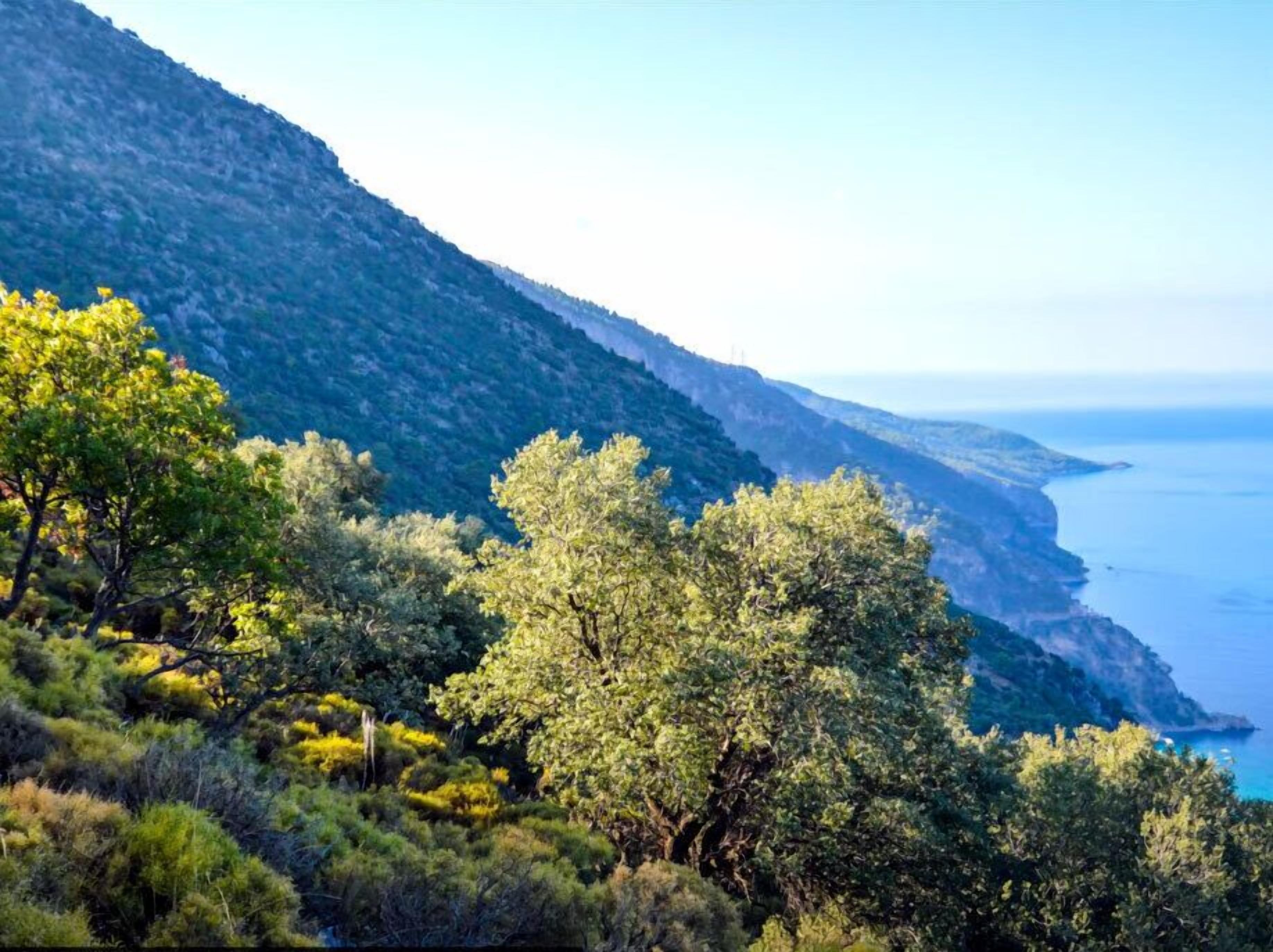 A coastal landscape with dense green trees and a steep cliff.