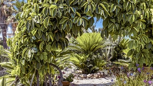 Ein Garten mit einer Steintreppe, die zu einer überdachten Zone mit üppigem Grün führt.