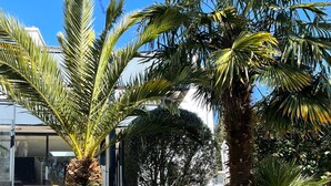 A modern building with a concrete pathway leading to a door, surrounded by palm trees and a small tree.