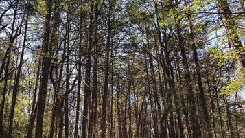 Une forêt avec de grands arbres et un sentier de terre.