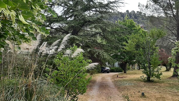 A dirt path leading through a wooded area with a car parked on the side.