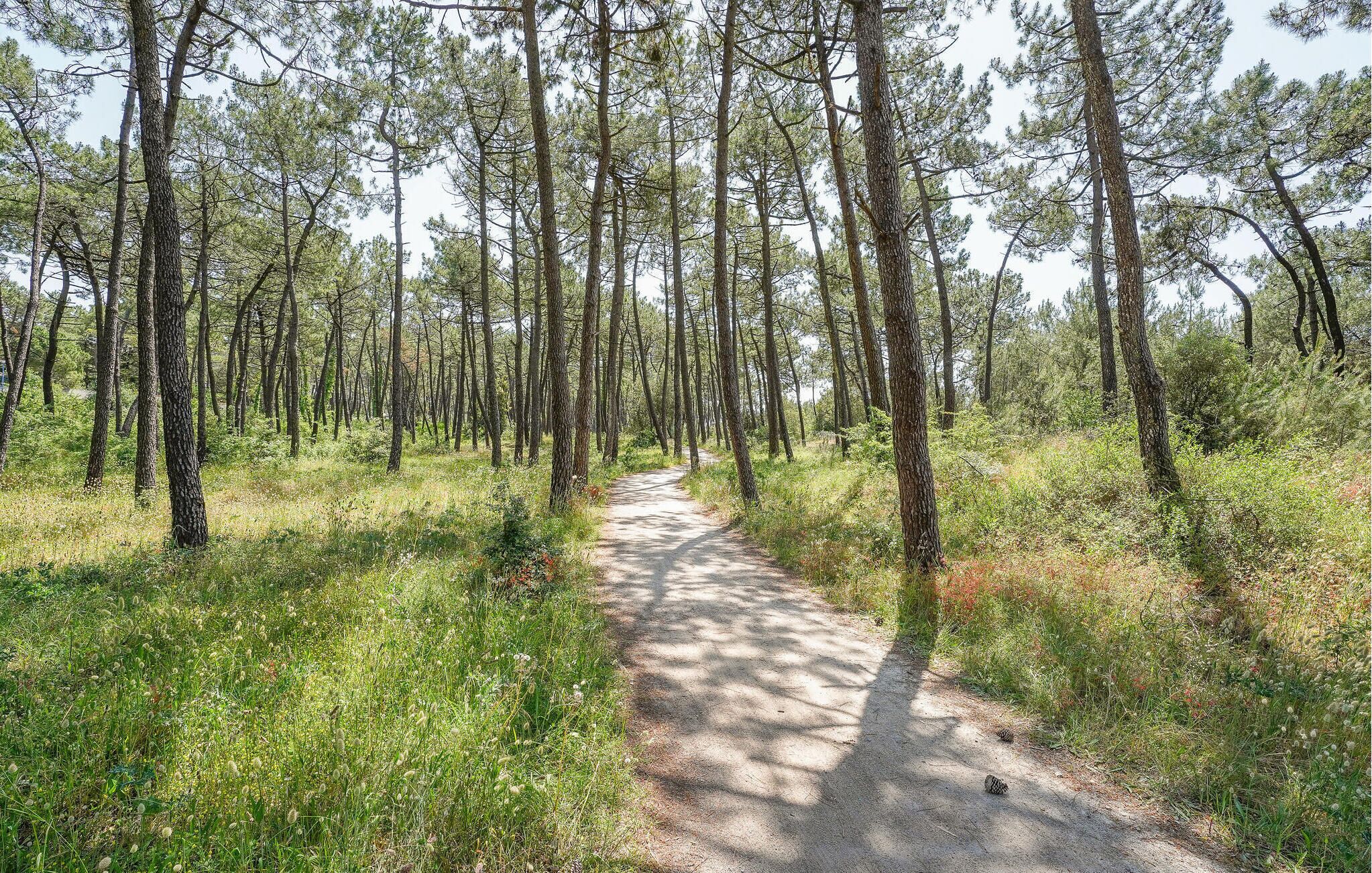 Un sendero arbolado rodeado de altos pinos.