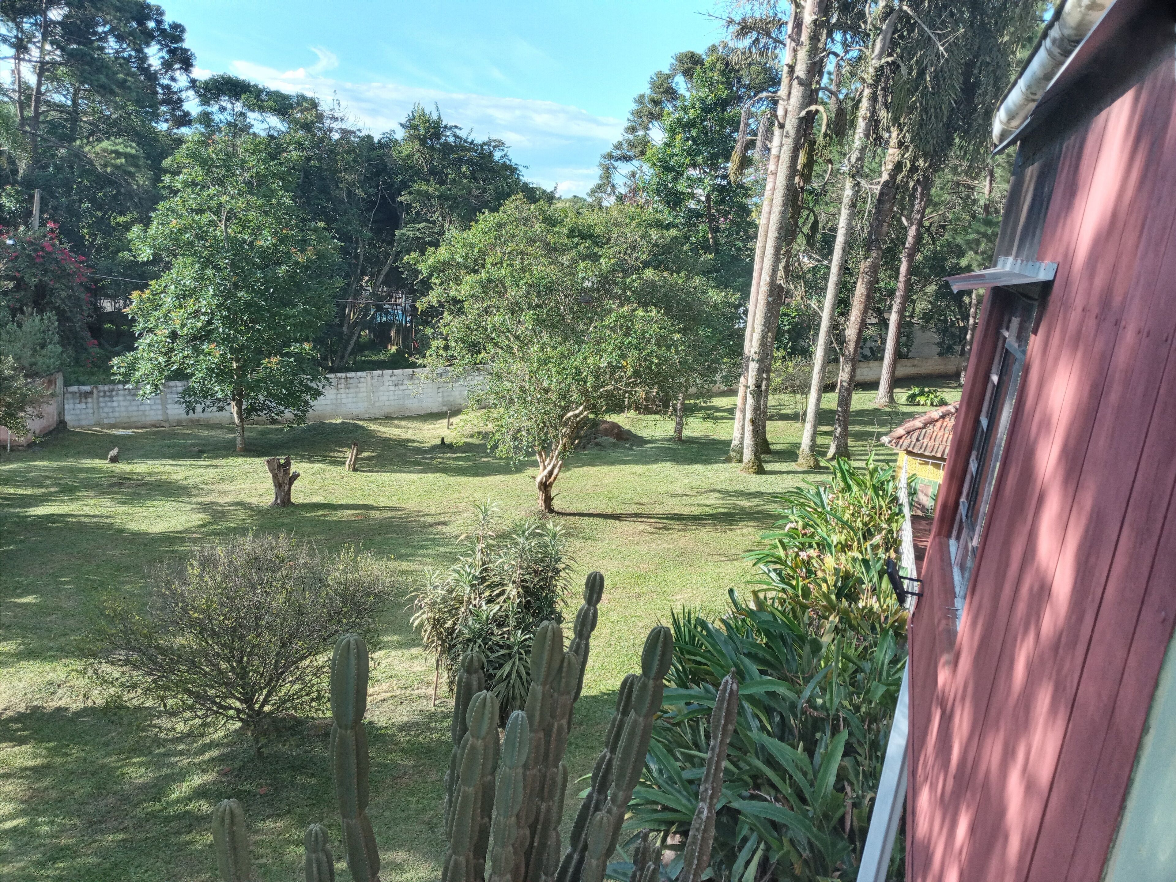 A garden with various trees, a cactus, and a wooden fence.