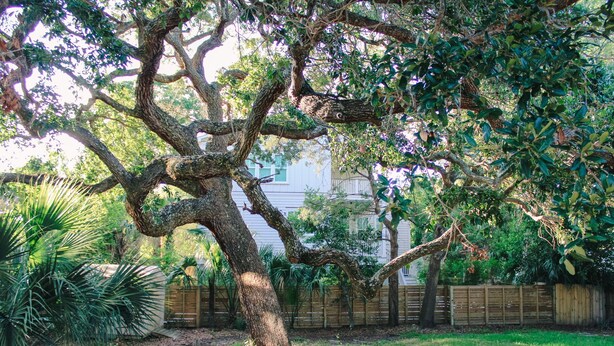 Ein großer Baum mit dickem Stamm und weit ausladenden Ästen in einem Garten.