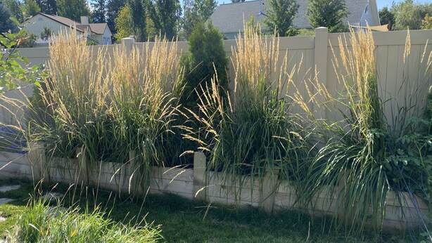 A garden with tall grasses and a wooden fence.