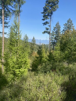 Ein dichter Wald mit hoch aufragenden Bäumen und freier Sicht auf ferne Berge.