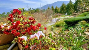 A garden with red and pink flowers, a stone pathway, and a statue in the background. - Tree of Life Junoon in the Hills, Kainchi Dham (Kosiyakutoli)