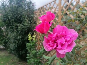 A garden with pink flowers and a wooden lattice fence.