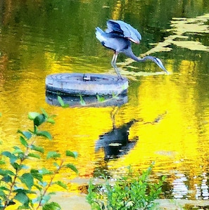 A bird standing on a floating platform in a body of water.