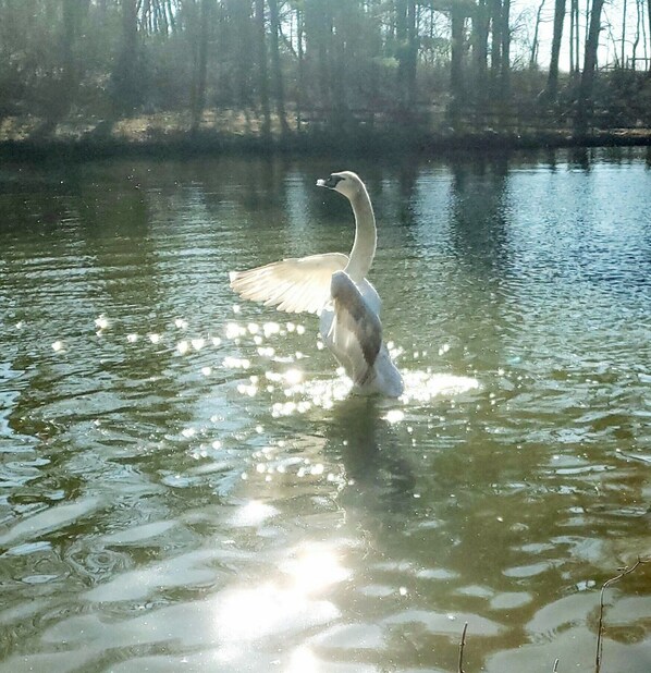 A swan in flight over a body of water with reflections of trees in the background.