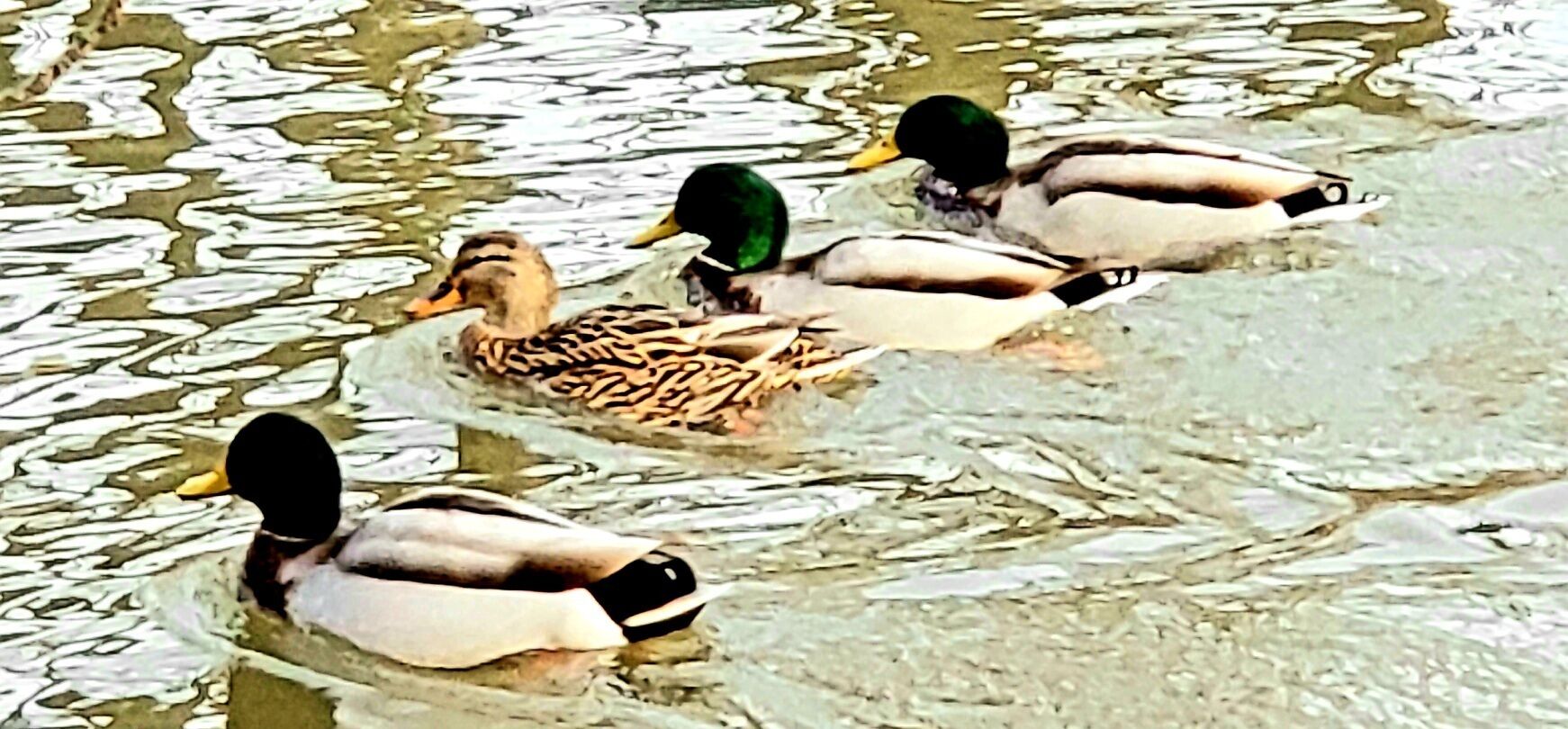 A group of ducks swimming in a body of water.