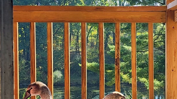 Deux cygnes dans une piscine bleue, sur une terrasse en bois, avec vue sur une zone boisée.