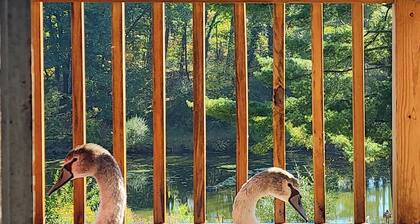 the Premier Apartment at Sanctuary of the Swan Wellness Hotel Swan Rescue Farm