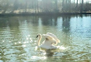 A swan swimming in a body of water with sunlight reflecting on the surface.