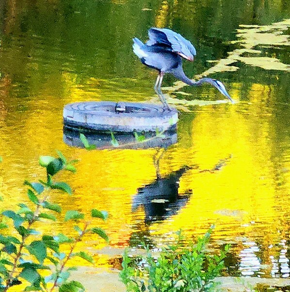 A bird standing on a floating platform in a body of water.