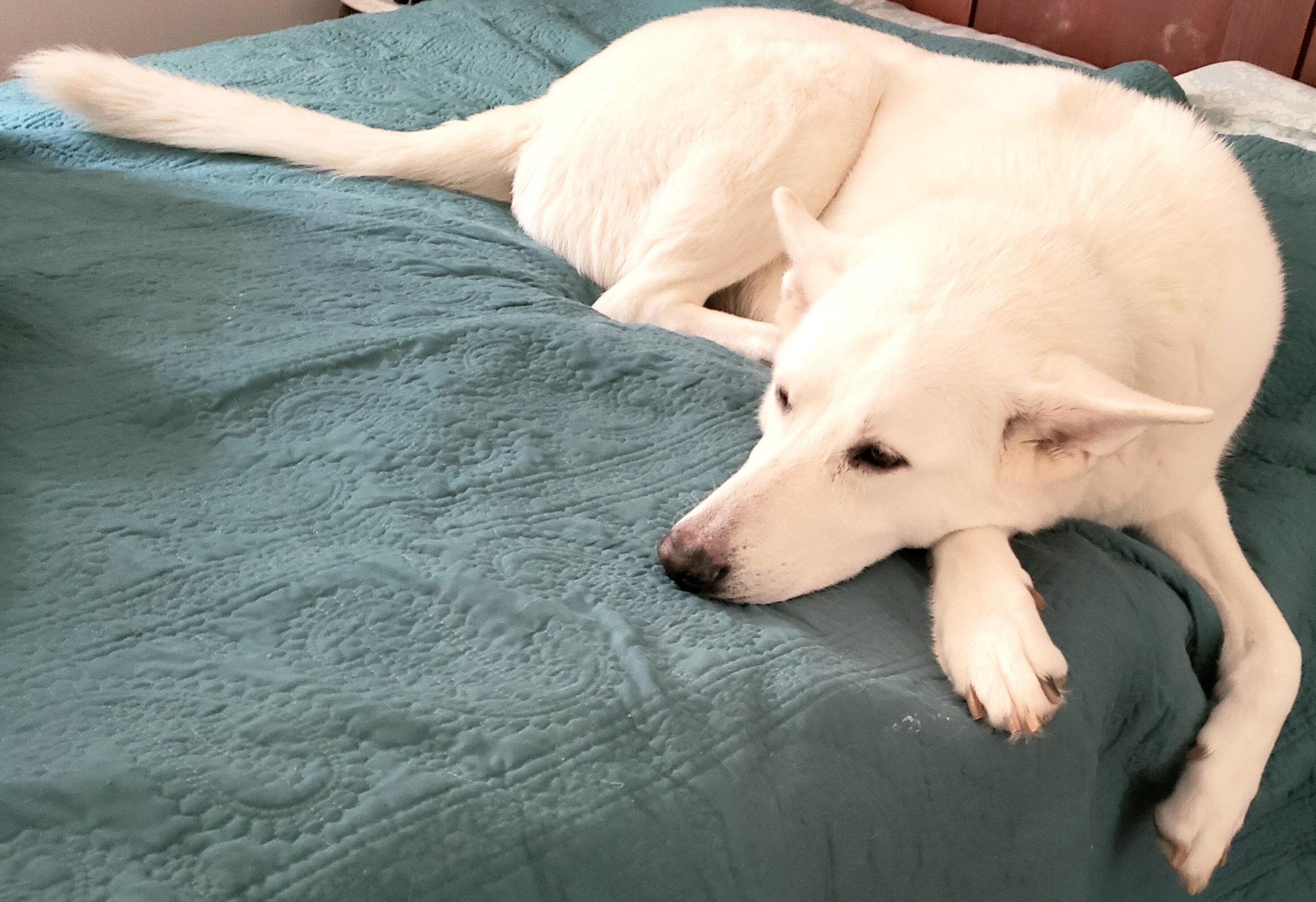 Ein weißer Hund liegt auf einer grünen, strukturierten Bettdecke.
