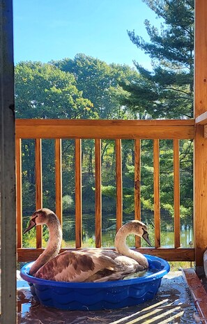 Interior - Extended Stay, the Premier Apt at 1906 Sanctuary of the Swan, Sleeps 4 (Birdsboro)