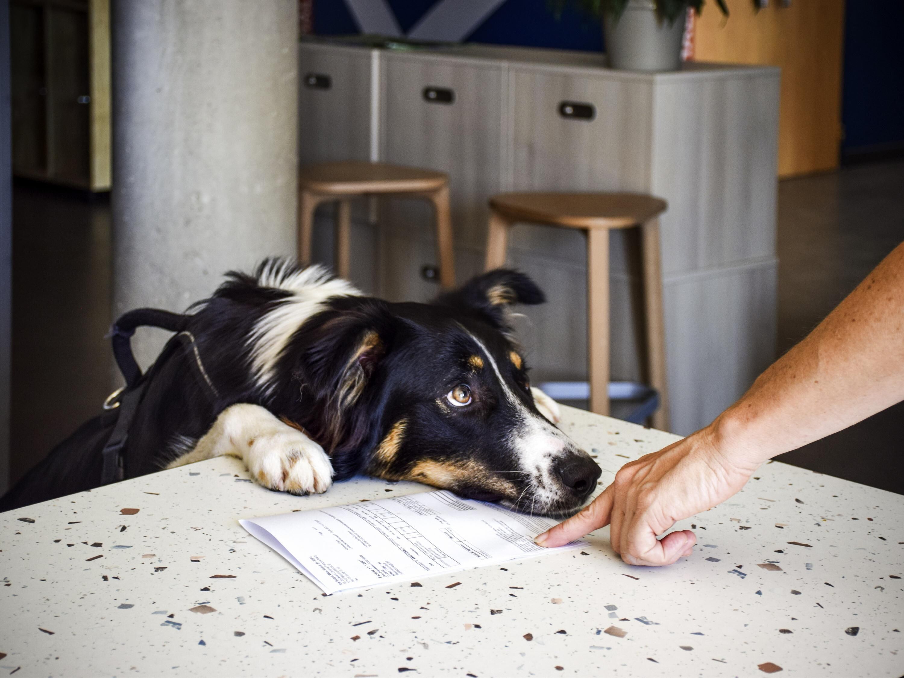 A dog lying on a table with a document, a hand pointing at the document, and a kitchen area with cabinets and stools in the background.