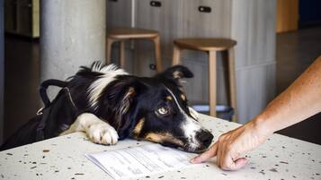 A dog lying on a table with a document, a hand pointing at the document, and a kitchen area with cabinets and stools in the background.