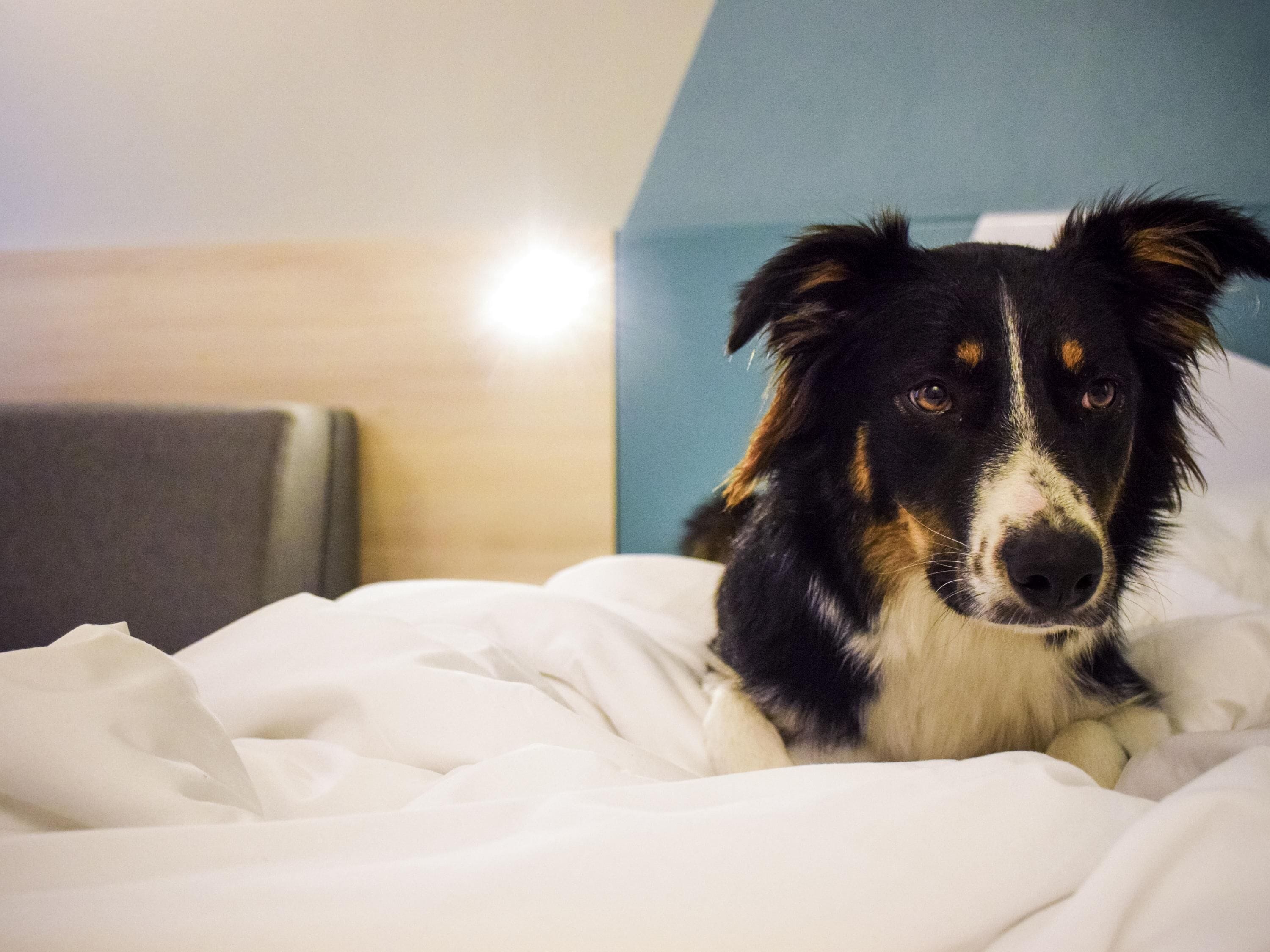 A dog lying on a bed with white bedding.