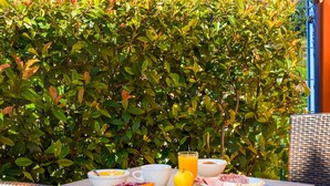A breakfast table set outdoors with a view of a hedge and a blue fence. - Ibis Budget Millau Viaduc  (Millau)