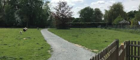 A gravel path leading through a grassy field with a wooden fence on one side.