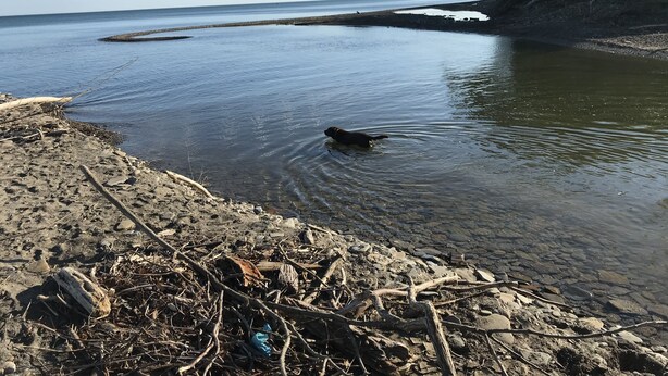 A beach with a dog swimming in the water, surrounded by rocks and debris. - Serene location in middle of wine country  (Westfield)