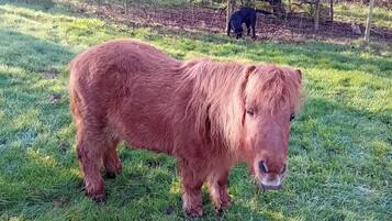 Diverse