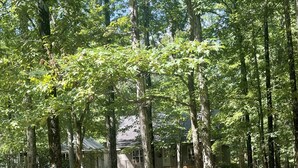 Une zone boisée avec de grands arbres et un sentier de terre.