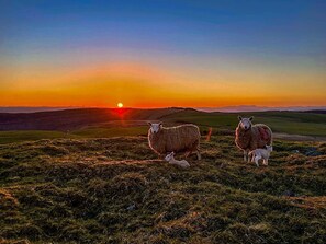 A sunset over a grassy field with sheep.