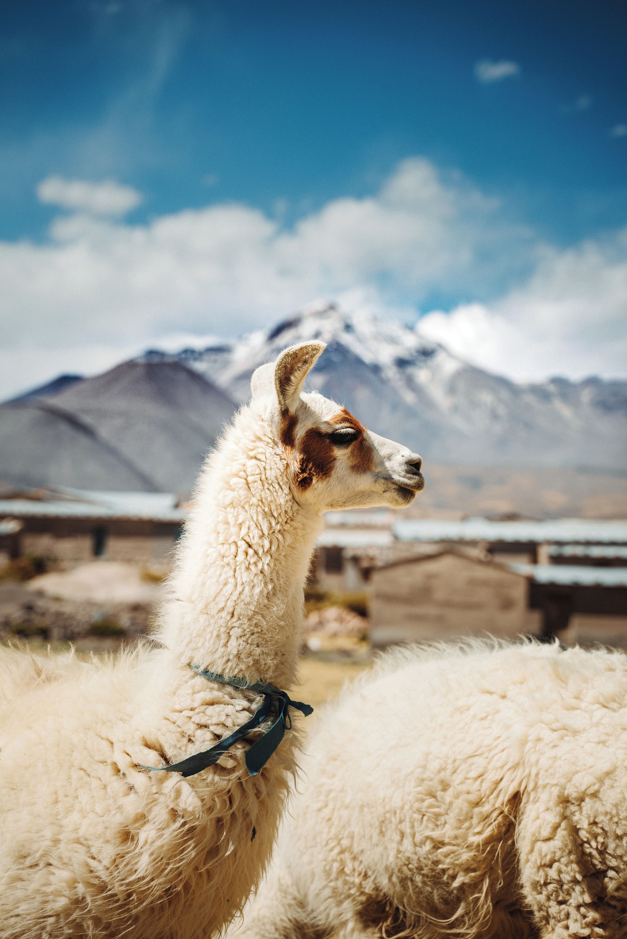 Un lama portant un ruban vert autour du cou, se tenant dans un champ avec une montagne en arrière-plan.