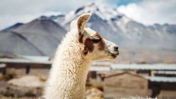 Un lama portant un ruban vert autour du cou, se tenant dans un champ avec une montagne en arrière-plan.