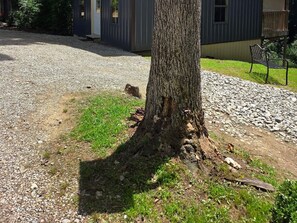 Un arbre dont le tronc est marqué de motifs et un chemin de gravier menant à un bâtiment.