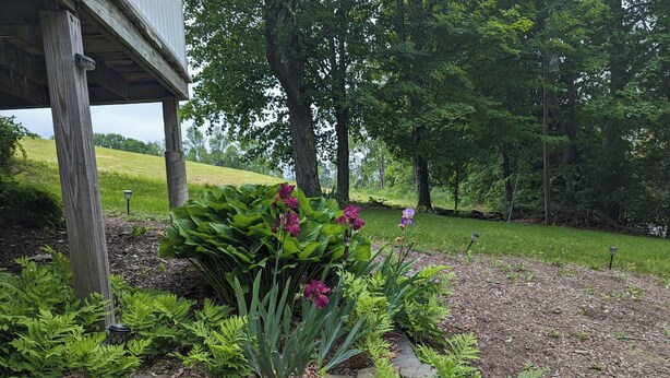 Ein Garten mit Steinmauer, Farne und blühenden Pflanzen.