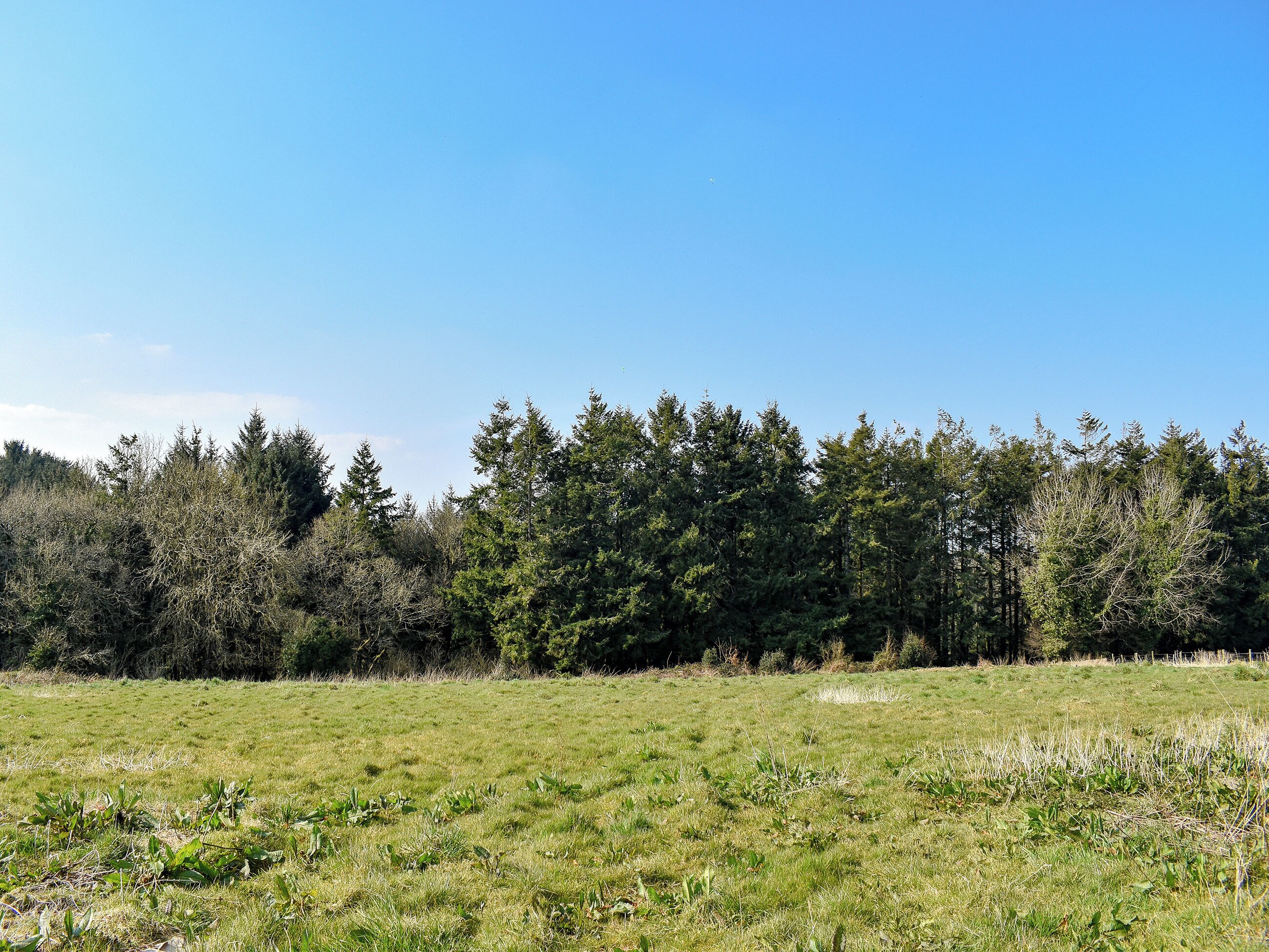 A grassy field with a dense forest in the background.