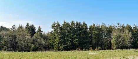A grassy field with a dense forest in the background.