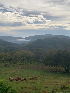 Property grounds - Dome tent in beautiful countryside, 20 minutes from the beach (Santa Marta de Hojancha)