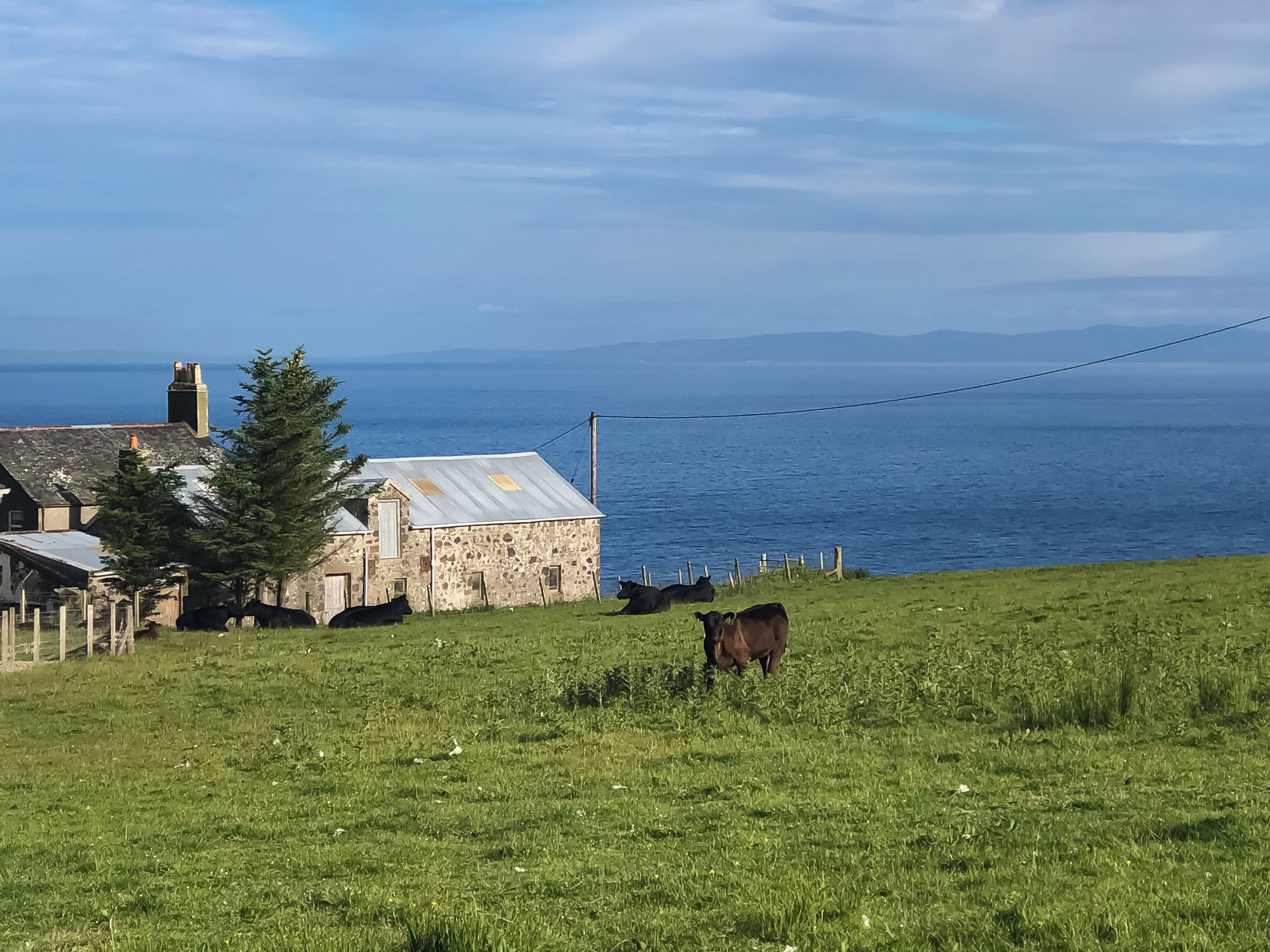 Un paysage côtier avec un bâtiment en pierre, un champ d’herbe et des vaches.