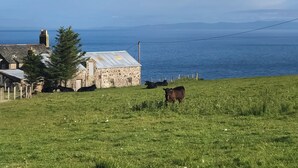 Un paysage côtier avec un bâtiment en pierre, un champ d’herbe et des vaches.