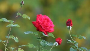 Une rose ornée de nombreuses fleurs et de plusieurs boutons, entourée de feuilles vertes.