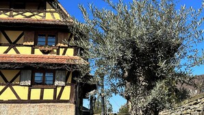 A traditional half-timbered house with a stone wall and a large tree in the foreground. - Gîte Le Chut - Jacuzzi & Swimming pool - 22km Strasbourg (Rangen)
