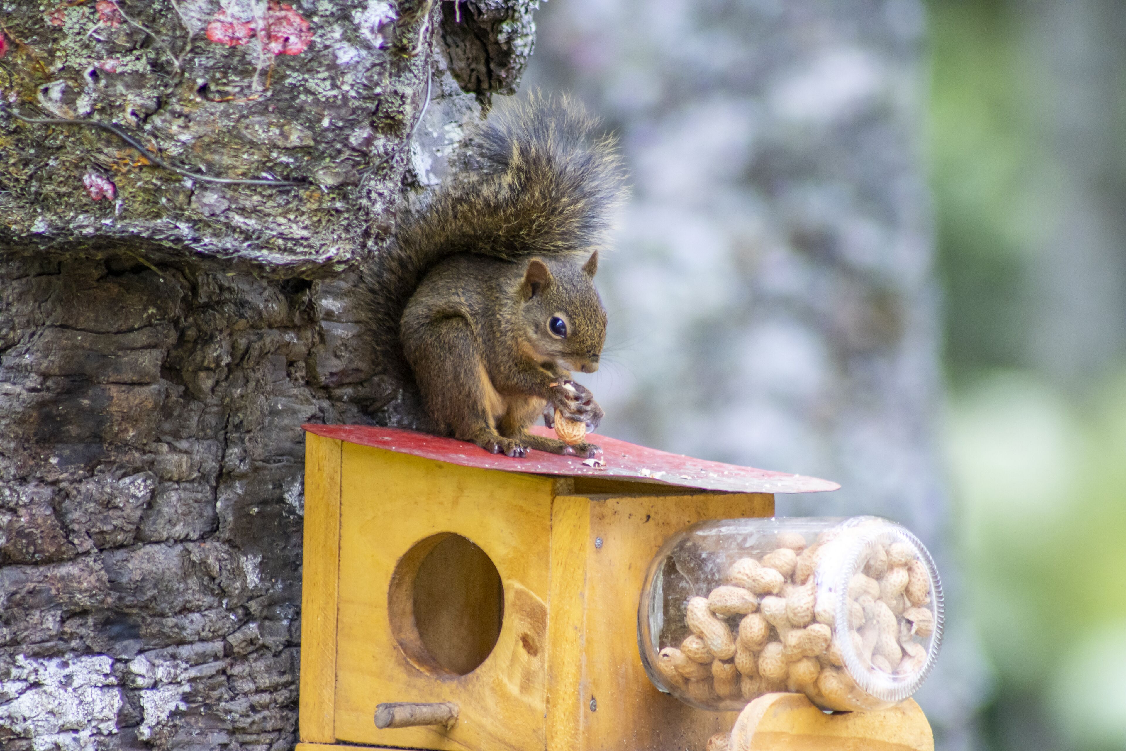 Photo - Green Village Hotel